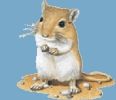 &oslash;rkenrotter �rkenrotter, gerbil, unger, miakastrup, �rkenrotte, gerbiler, rotter, mus, bure, billeder, gnaver, gnavere, dyr, k�ledyr, husdyr, sm�dyr, billed, jep, kaika, tith